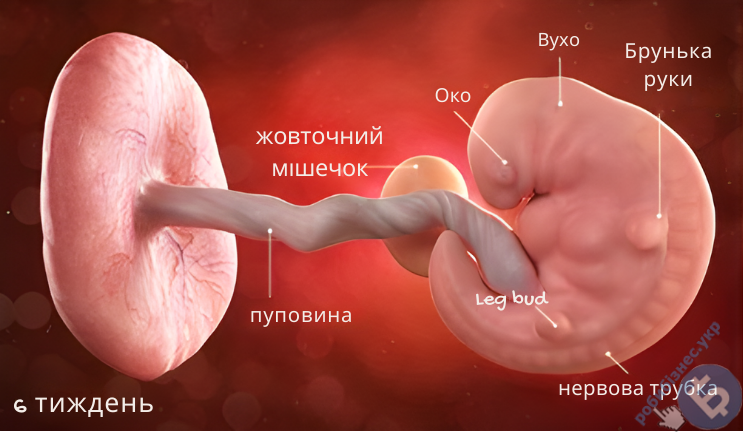 ХГЛ при вагітності: таблиця
